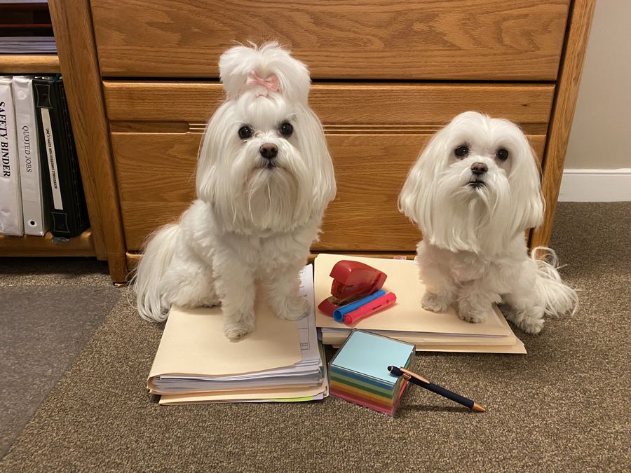 Ava & Bradley, Office Support Staff
